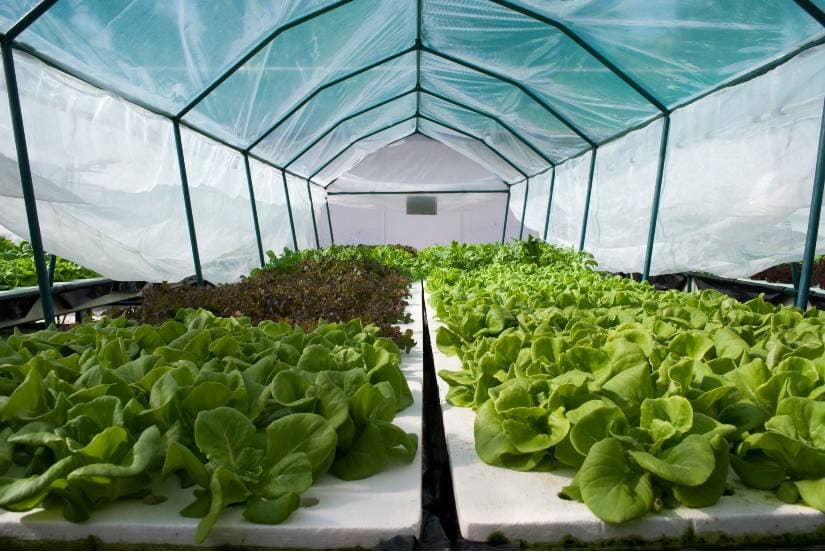 Infraestrutura de Estufas